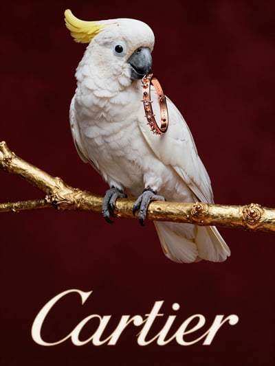 Cartier Luxury Jewelry with White Cockatoo